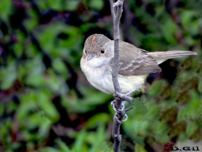 BARULLERO (Euscarthmus meloryphus) - Rincon de Franquía-ARTIGAS (Octubre 2010)